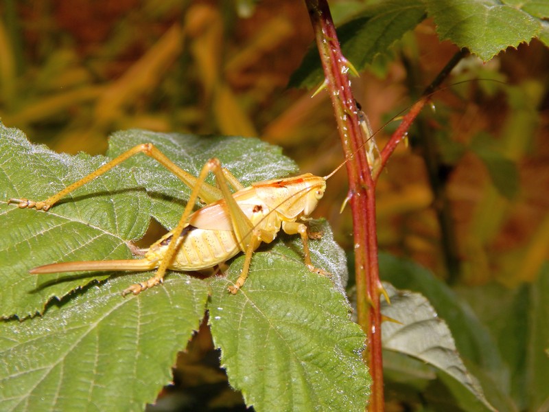 Neanide di Tettigonia sp.